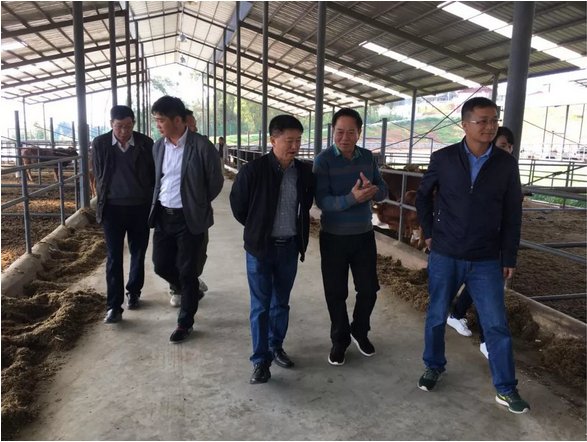 黃必志院長一行蒞臨東山農業調研，助力恒益肉牛產業發展